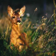 Młoda sarna chrupie trawę w słonecznym świetle. To jedno z wielu zwierząt, które można spotkać w Świętokrzyskim Parku Narodowym.