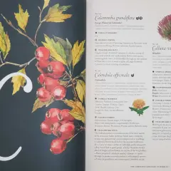 Ilustracja przedstawia literę "C" ozdobioną gałązką z czerwonymi owocami i żółtymi liśćmi. To godło Kuby, symbolizujące naturę i jej dary.