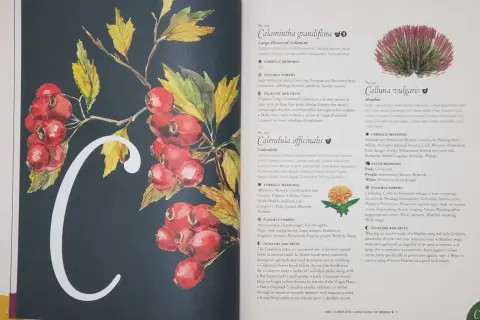 Ilustracja przedstawia literę "C" ozdobioną gałązką z czerwonymi owocami i żółtymi liśćmi. To godło Kuby, symbolizujące naturę i jej dary.