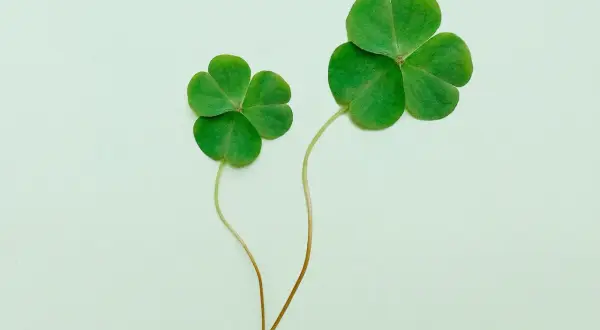 Dwa koniczyny, symbole Irlandii, przypominają o nadziei i szczęściu.
