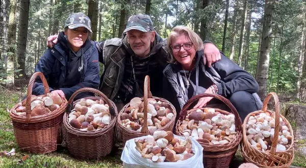Czy są grzyby świętokrzyskie? Sprawdź, co rośnie w lasach teraz