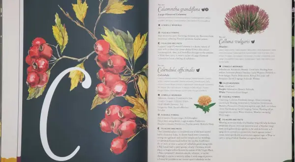 Ilustracja przedstawia literę "C" ozdobioną gałązką z czerwonymi owocami i żółtymi liśćmi. To godło Kuby, symbolizujące naturę i jej dary.
