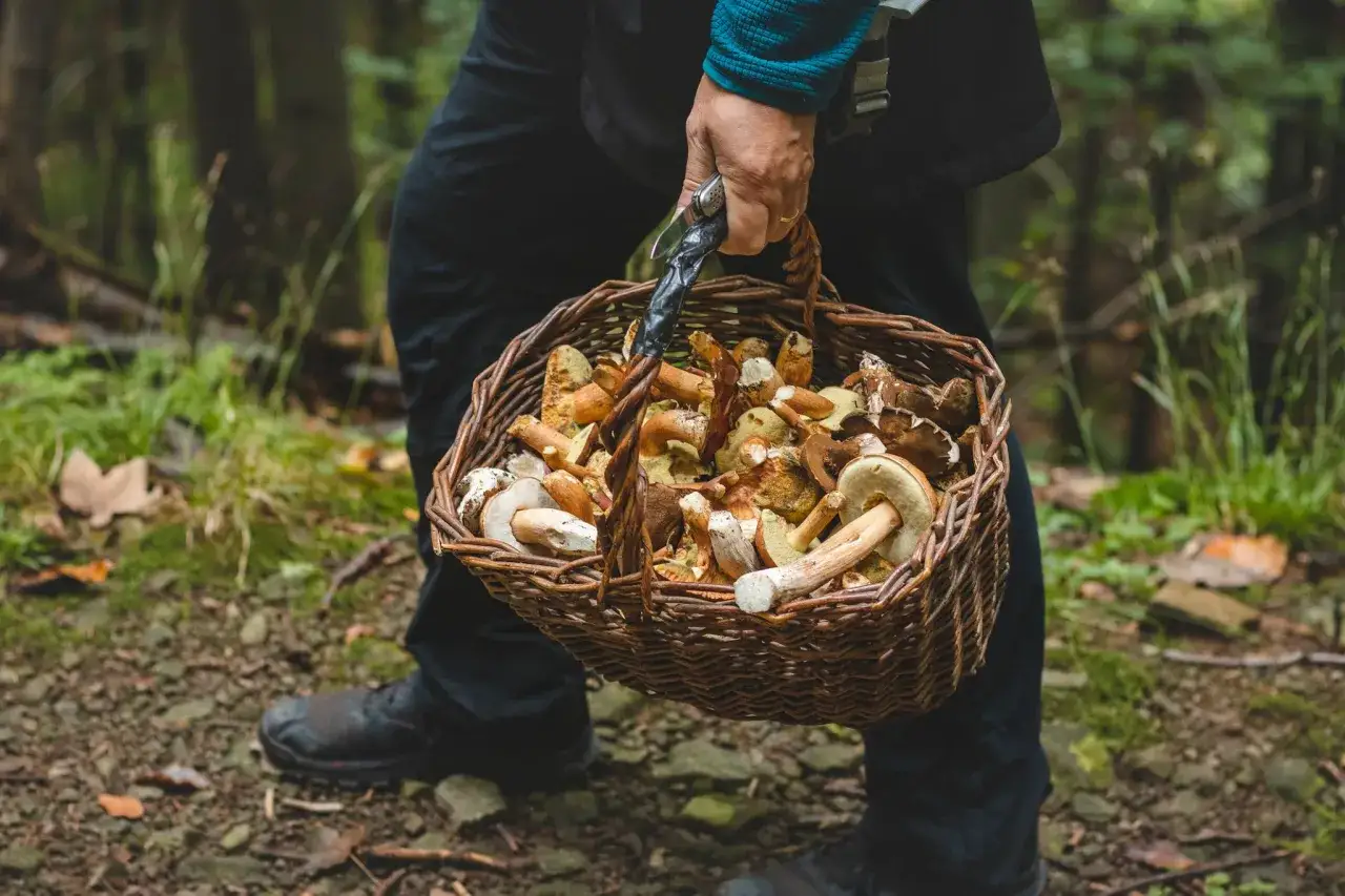 Zdjęcie Gdzie są grzyby w świętokrzyskim? Odkryj najlepsze miejsca na zbiory