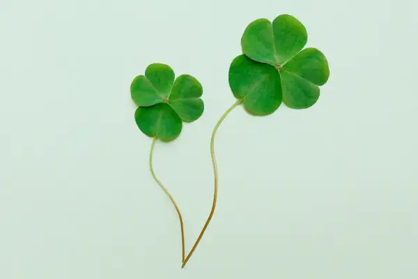 Dwa koniczyny, symbole Irlandii, przypominają o nadziei i szczęściu.